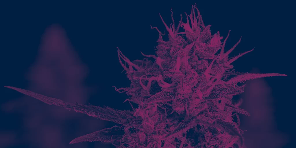 Cannabis Categories Flower