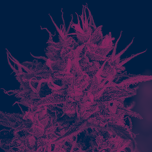 Cannabis Categories Flower